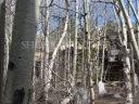 ruin through aspens
