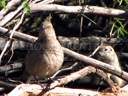 pigeon hawk and ground squirrel