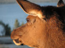 deer