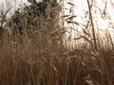 grass seed