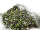 moss