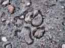 pawprint
