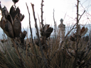 seed pods