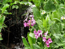 tiny waterfall