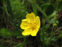 yellow flower
